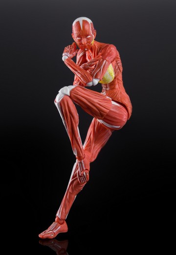 W Muscle Model 超可动女性人偶
