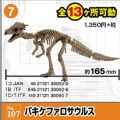 多姿骷髅 恐龙系列107 帕奇凯法龙 巴奇火龙