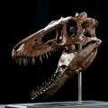 博物馆系列 亚成体暴龙头骨模型