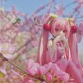 樱miku春日外拍