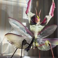 万代 生物大图鉴advance 大魔花螳螂 雄性 扭蛋