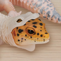 一番赏 爬行动物和两栖动物 ～小小的伙伴～ B奖 豹纹守宫玩偶 ~蜕皮中~