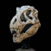 霸王龙 头骨化石 收藏品
