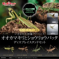 进化生物大图鉴 枯叶螳螂 与 中华剑角蝗 展示架套装