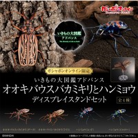 进化生物大图鉴 长牙大天牛 + 虎甲虫 展示架套装