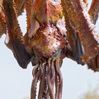 极致超值系列 哥斯拉大战金刚2:帝国崛起 斯库拉