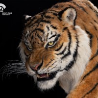 东北虎 1/1博物馆级复制品