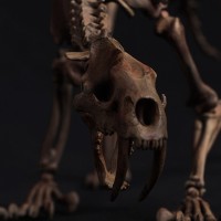 NO.ES004A 掌上精灵系列 剑齿虎骷髅骨架素体 原色版