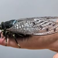 春秋蝉，启动！