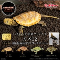 进化生物大图鉴 龟02 附带磁铁的石头形展示架套装