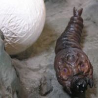 PLEX×CCP合作系列 Vol.002 摩斯拉的茧套装（普通，蓄光Ver.）