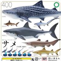 自然科技色彩-400 鲨鱼