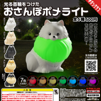 佩戴闪亮项圈 漫步的星光博美