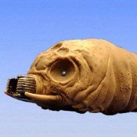 电影怪兽系列 摩斯拉幼体 2004年（2003）（雄性）