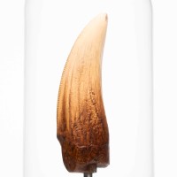 侏罗纪公园霸王龙牙齿复制品