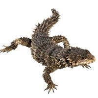 终极生物大图鉴 巨型环尾蜥