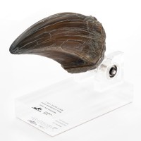 霸王龙手爪道具复制品