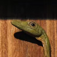 奇异系列 秀颚龙