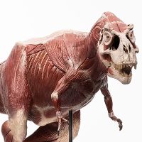 侏罗纪公园 1:12 比例解剖图霸王龙