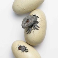 孵化中的暴虐霸王龙