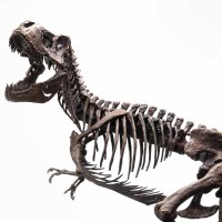 侏罗纪公园1：8比例圆形台座版霸王龙青铜雕像