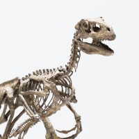 侏罗纪公园 1：8 比例迅猛龙骨架青铜制品