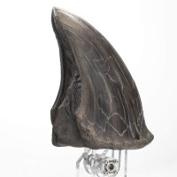 侏罗纪公园霸王龙脚爪复制品