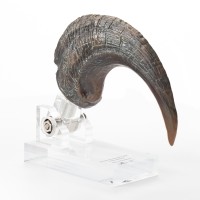 迅猛龙脚爪道具复制品