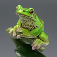 水上精灵 #2-004 森林树蛙