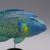 【水上精灵】海洋生物系列Vol.1眼镜鱼（拿破仑鱼）【#1-003】