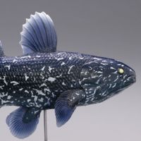 【水上精灵】海洋生物系列Vol.1棘鱼（幼鱼）【#1-002 】