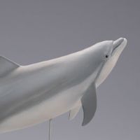 【水上精灵】海洋生物系列 Vol.1宽吻海豚【#1-001】