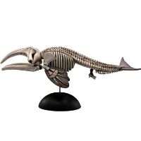 水上精灵 #2-005 露脊鲸（骨骼）