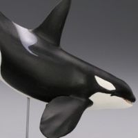 水上精灵 #2-001 虎鲸