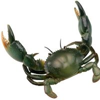 水上精灵#1-006 锯缘青蟹