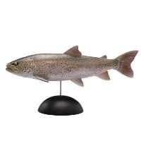 水上精灵 #2-006 远东哲罗鲑鱼