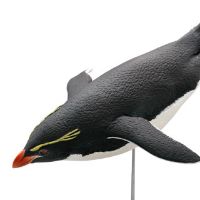 水上精灵#1-004 跳岩企鹅