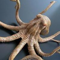 大怪兽系列 奥特Q编 大章鱼 斯塔鲁 彩色版