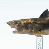 大白鲨 青铜雕像 1/18 比例