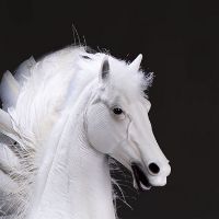 雷·哈里豪森系列 珀伽索斯-飞马（技工版）