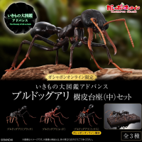 生物大图鉴进阶版 斗牛犬蚁 树皮底座（中号）套装