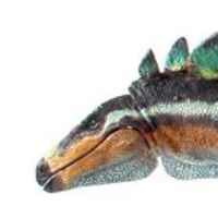 狭脸剑龙- 1/18可动玩偶