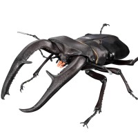 生物大图鉴Premium 巨颚叉角锹形虫（黑色）