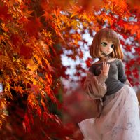 不能错过枫叶季