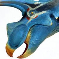 宽牛角龙- 1/18可动玩偶