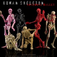 生物课堂 人体骨骼