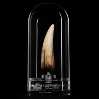 棘龙牙齿道具复刻品