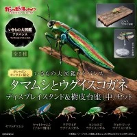 扭蛋 生物大图鉴ADVANCE 彩艳吉丁蟲和金色甲虫展示台座＆树皮台座（中）套装