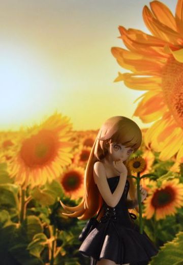 向日葵盛开（伪）