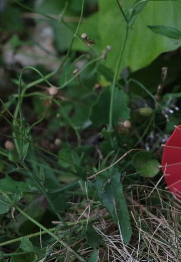 带几只八嘎踩草坪~